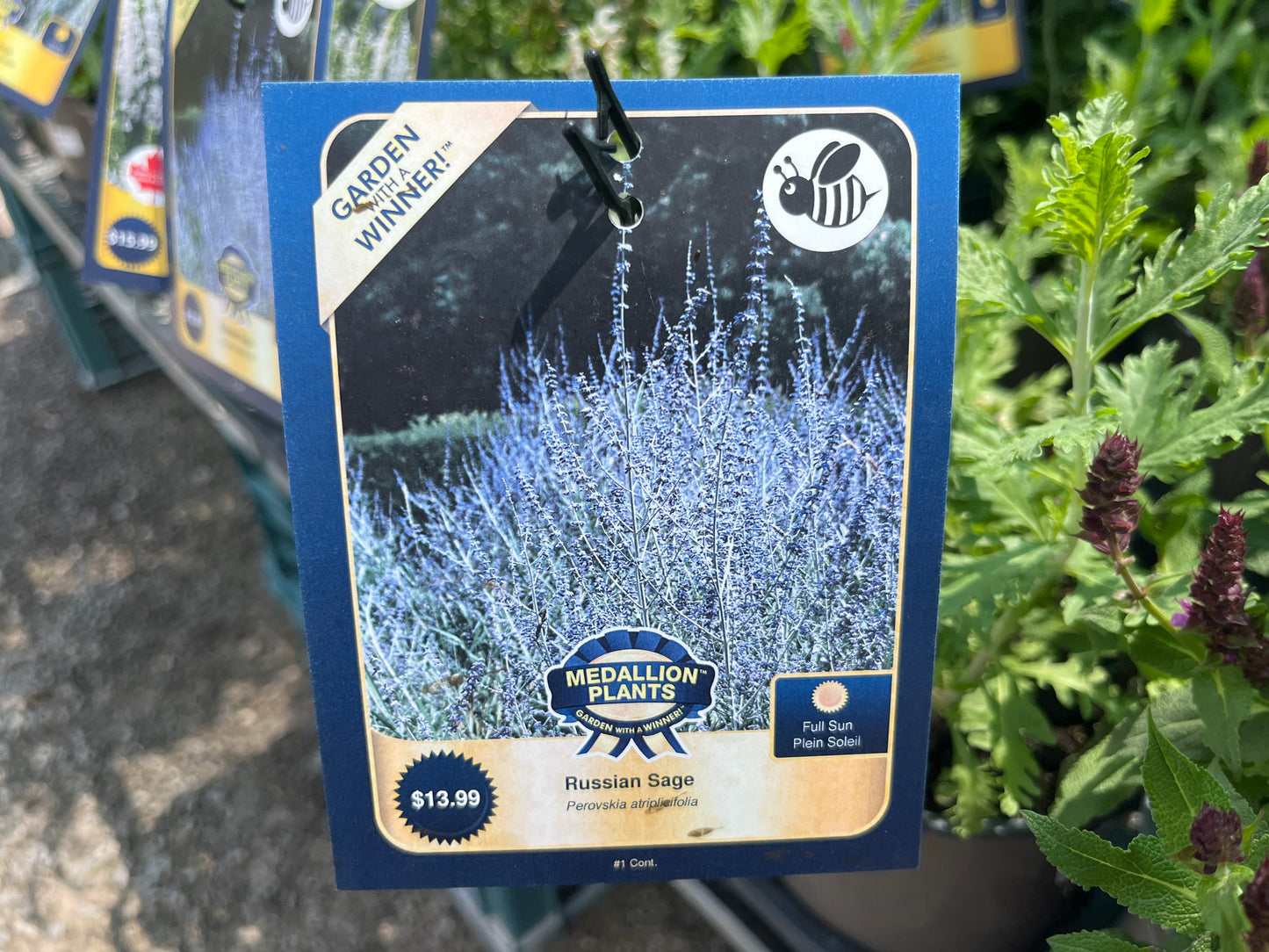 Russian Sage - 1 Gallon