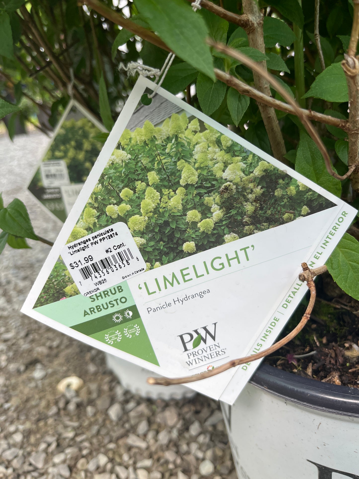 Limelight hydrangea shrub 2 gallon