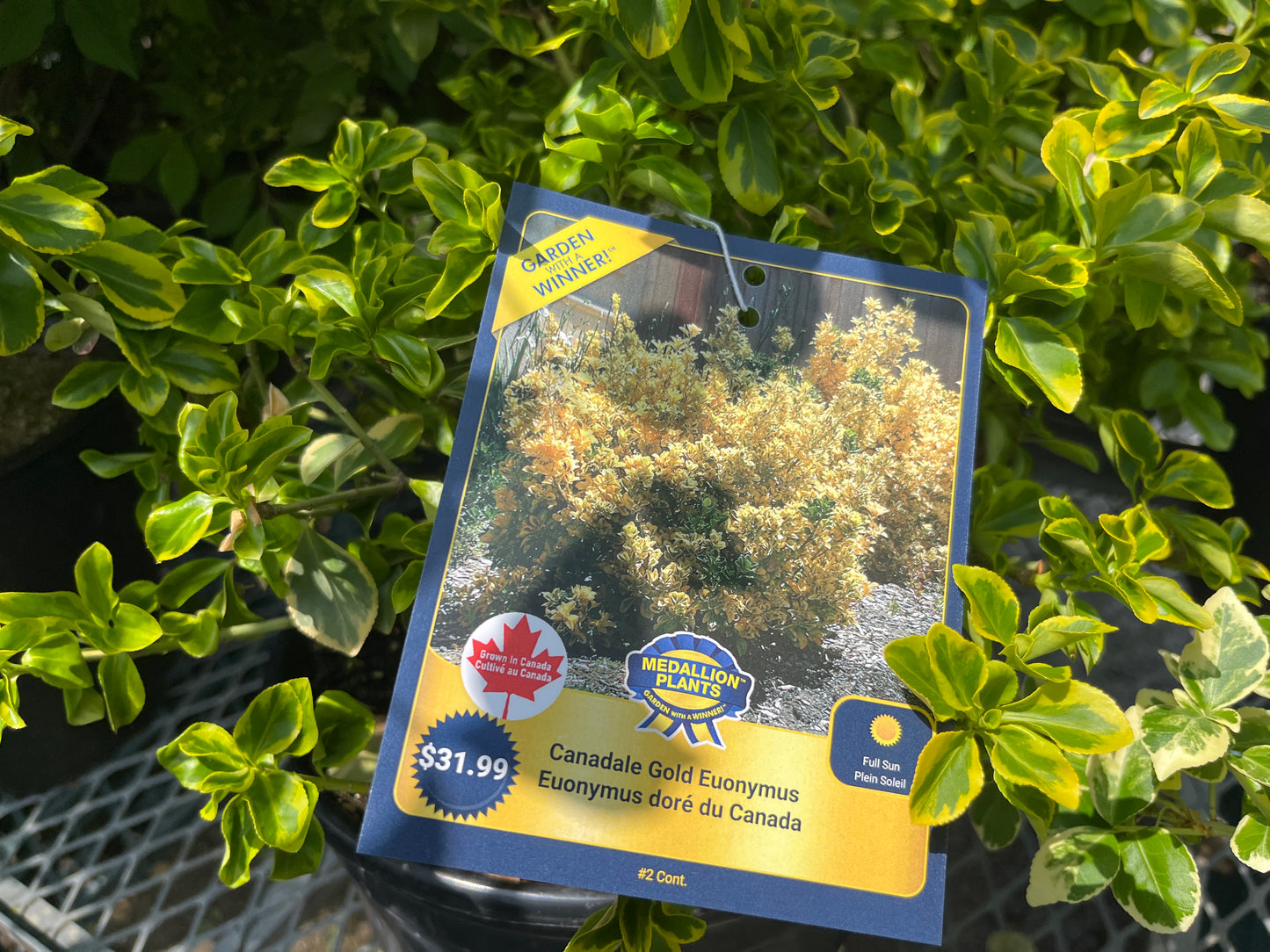 Canadale Gold Euonymous