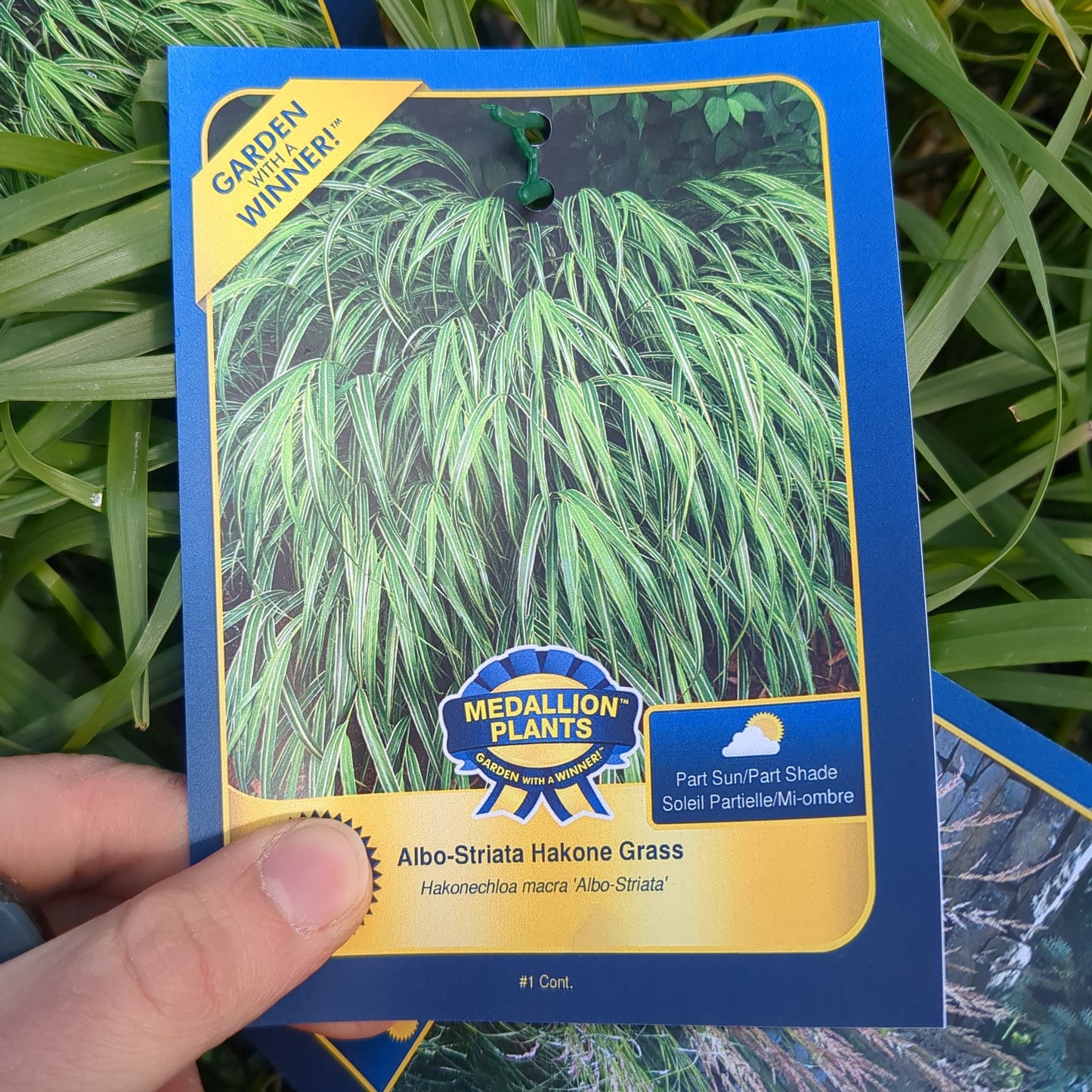Albo-Striata Hakone Grass - 1 Gallon