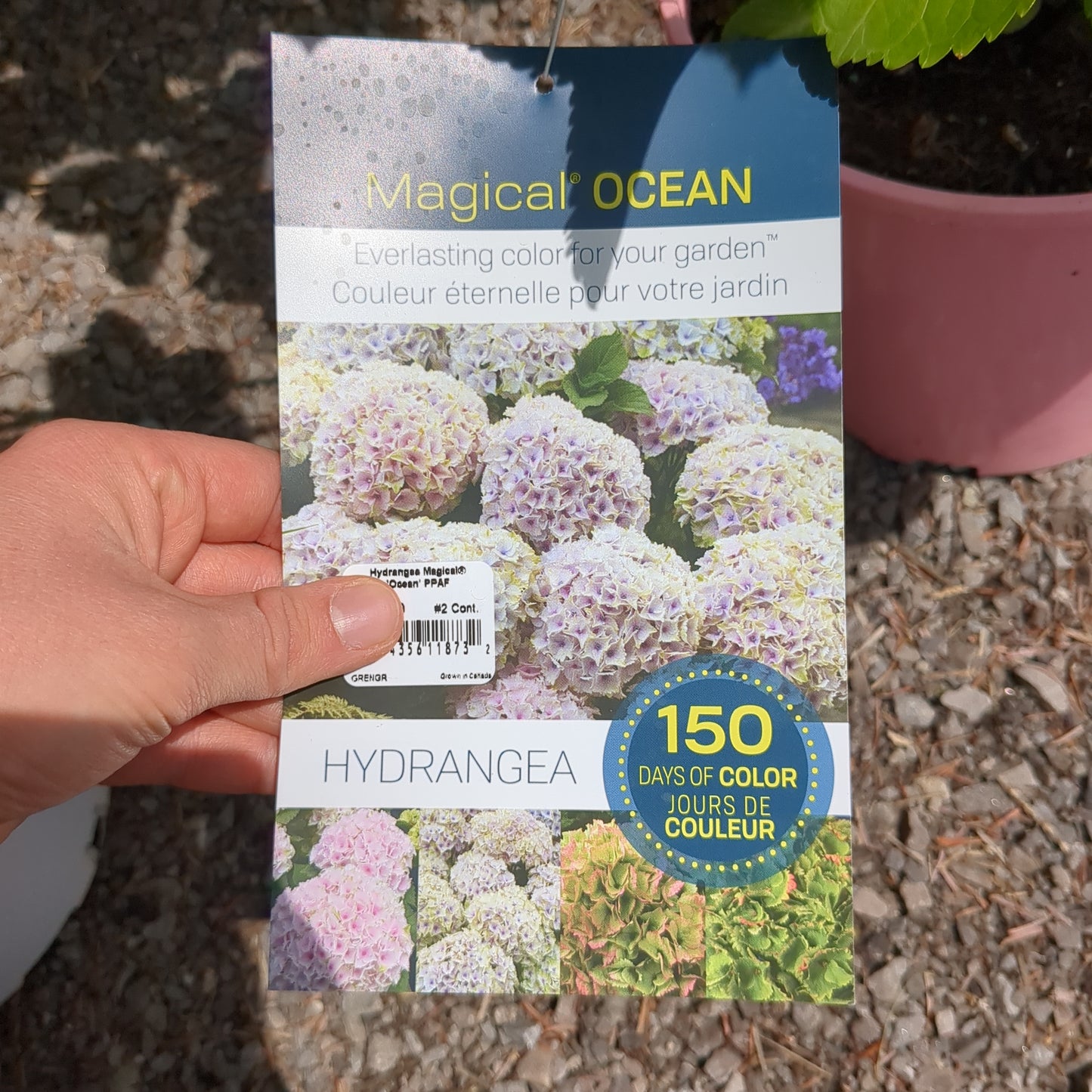 Magical Ocean Hydrangea