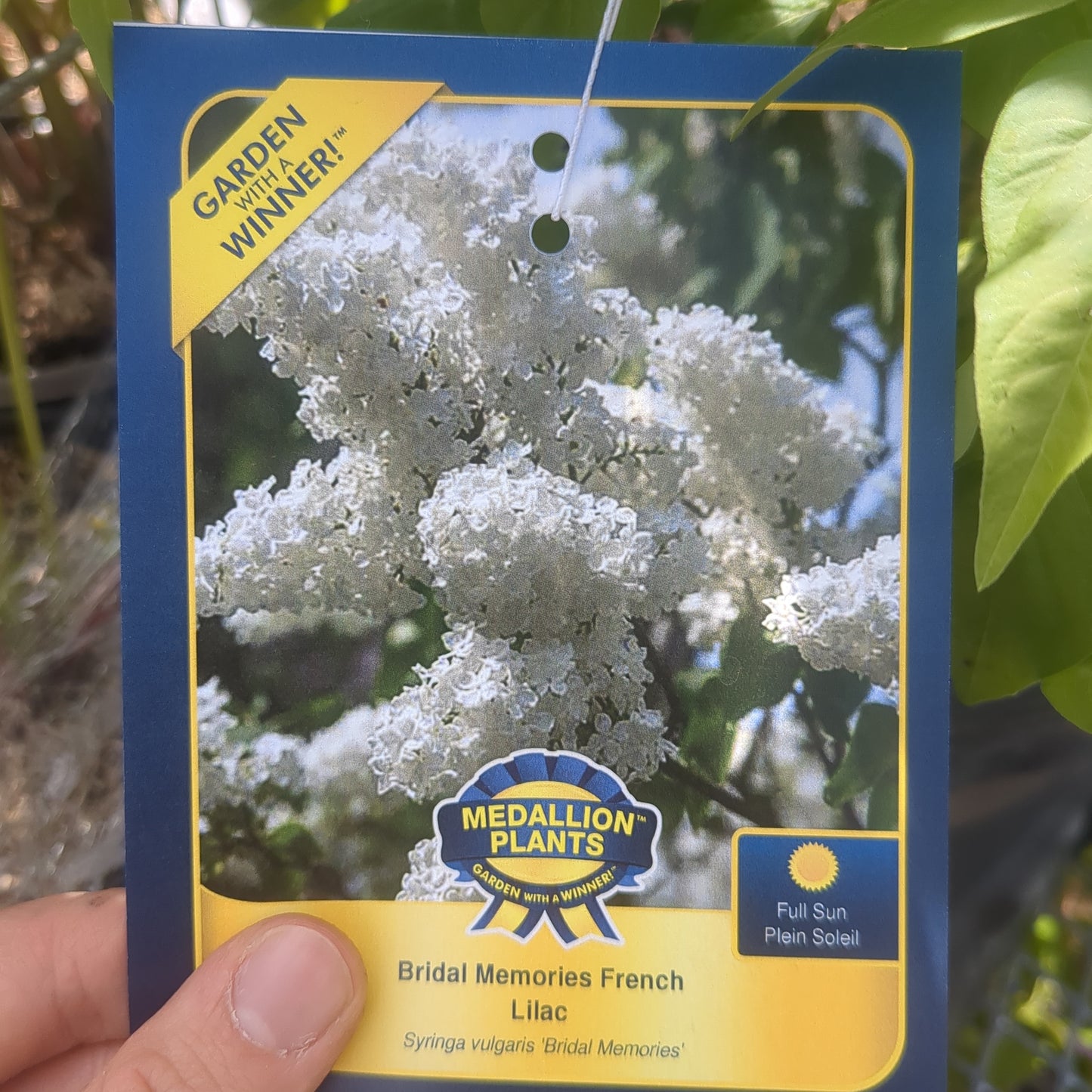 Bridal Memories French Lilac