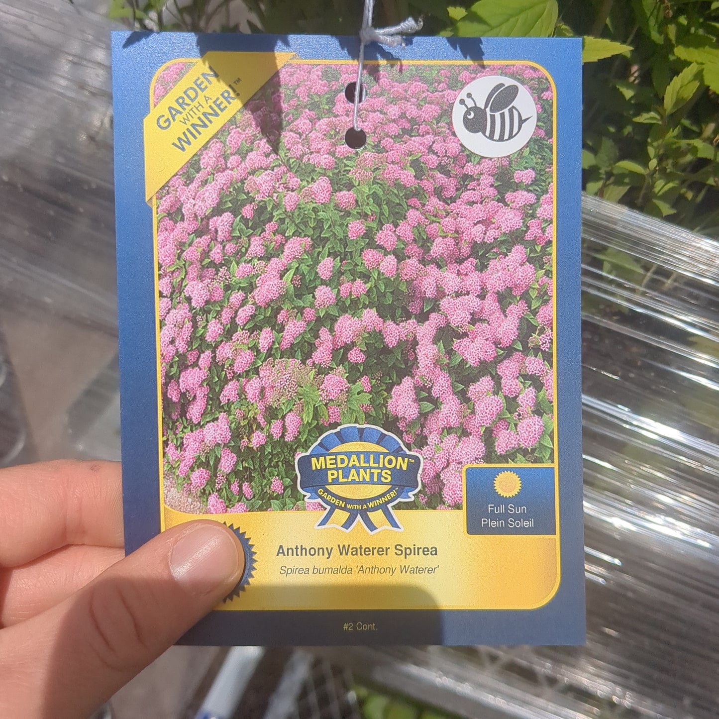 Anthony Waterer Spirea