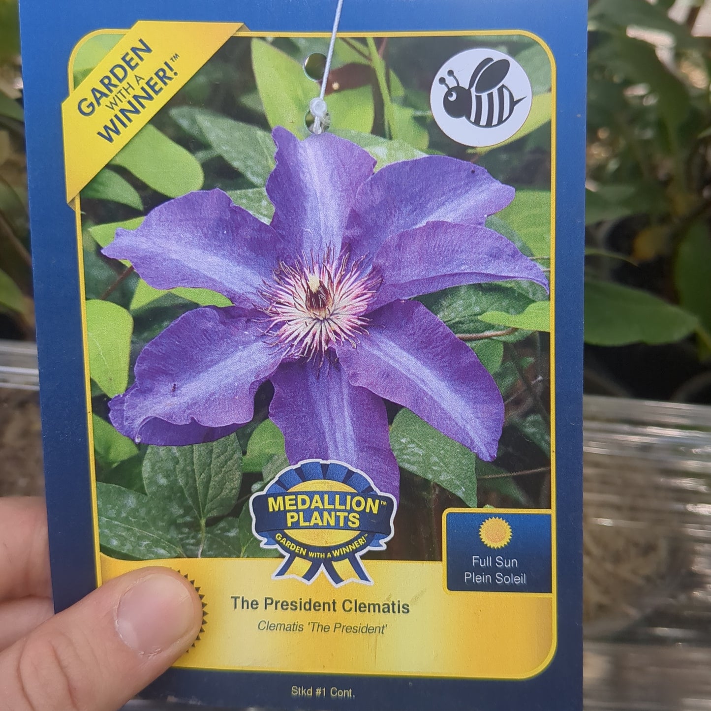 The President Clematis