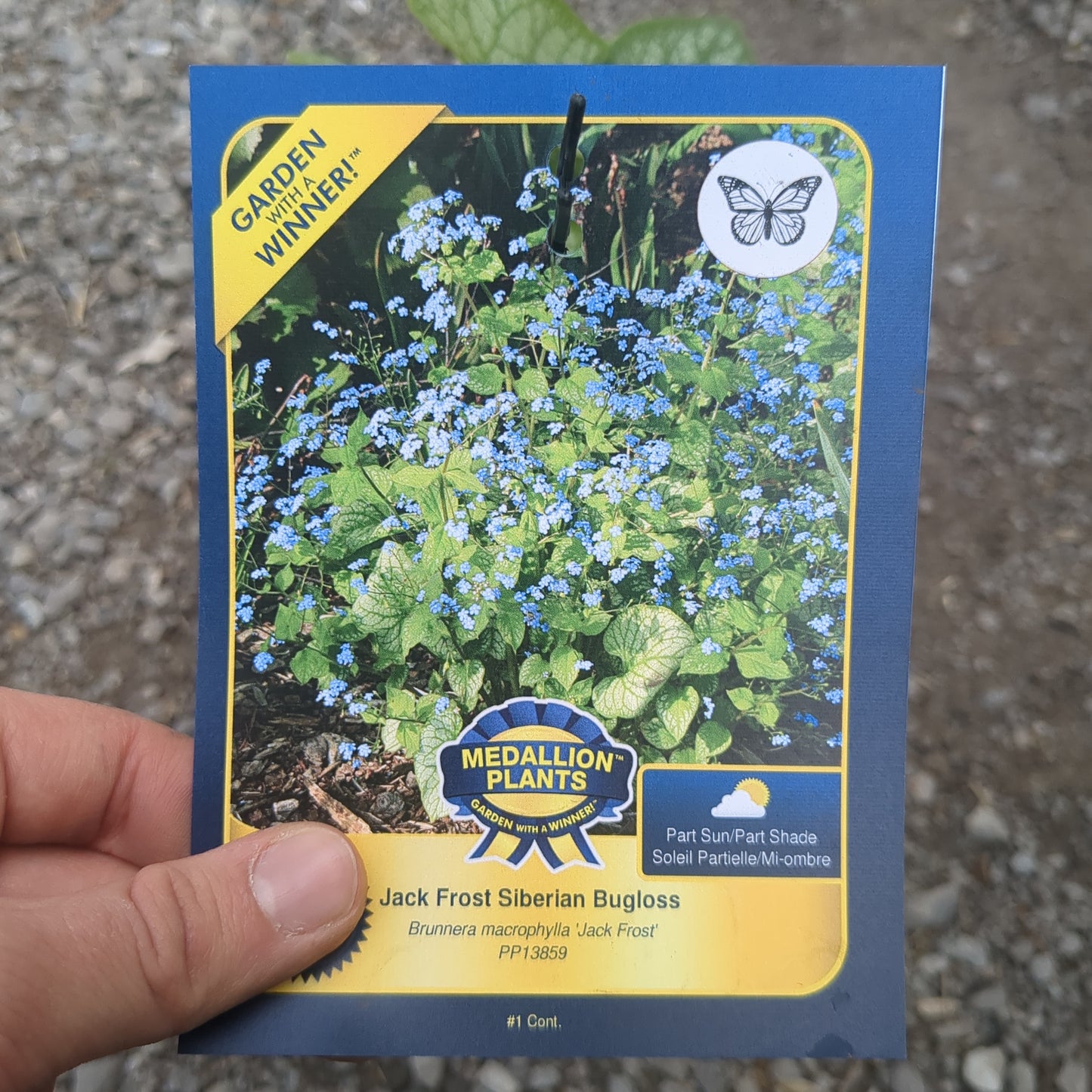 Siberian Bugloss "Jack Frost" - 1 Gallon