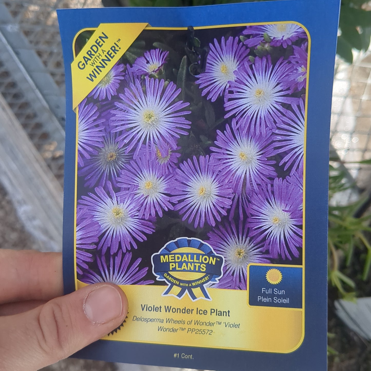 Ice Plant - 1 Gallon