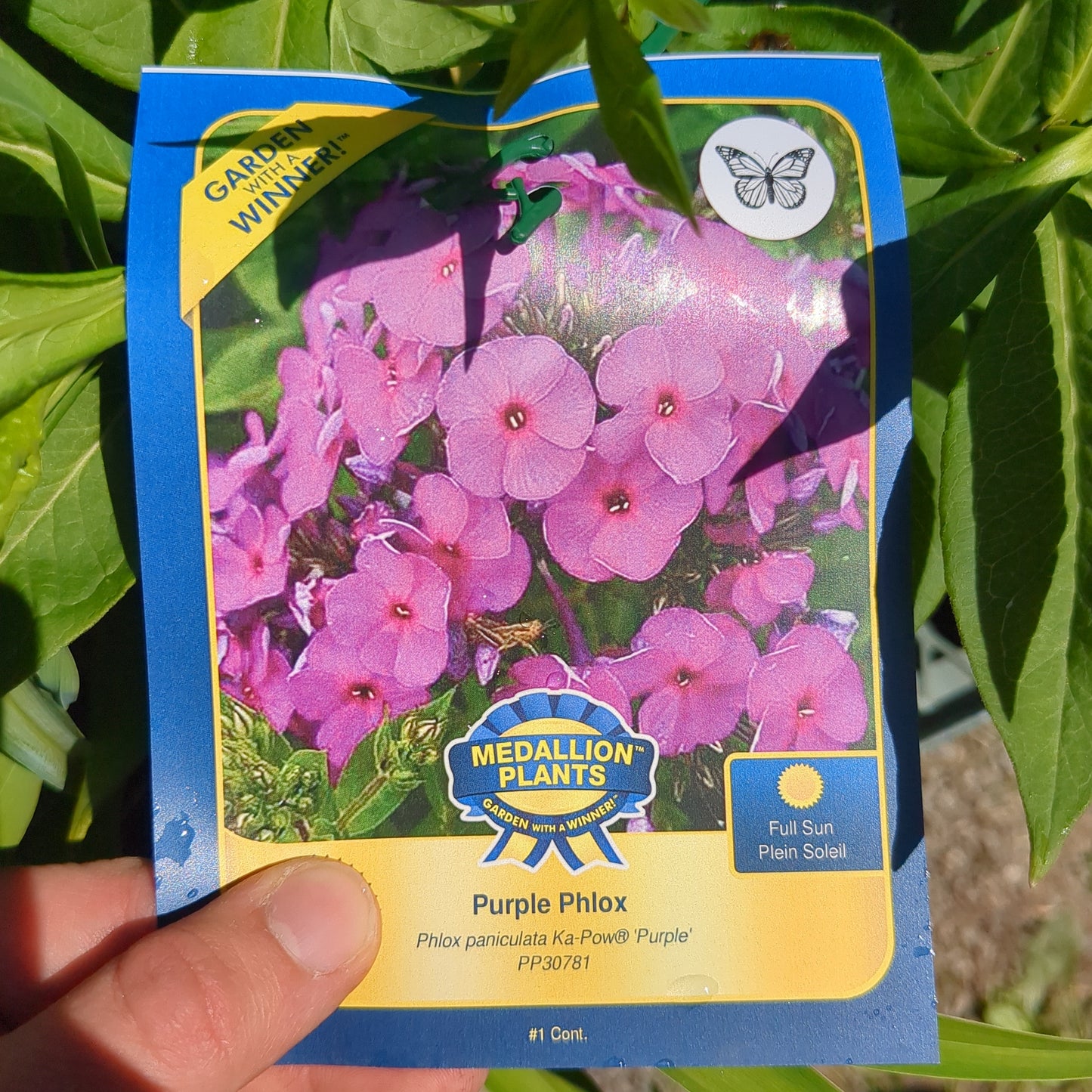 Phlox - 1 Gallon