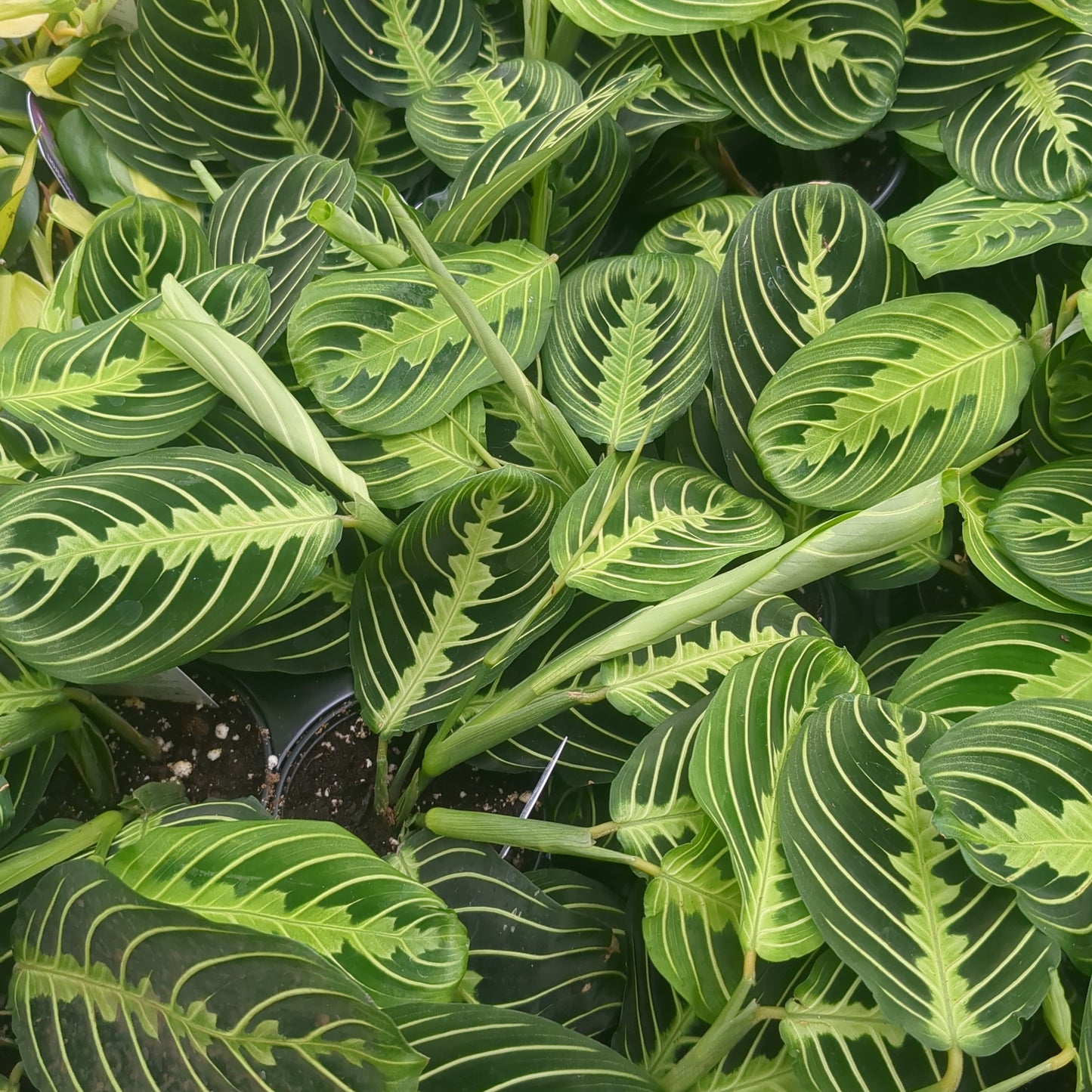 3.5" Marantha - Prayer Plant - Green