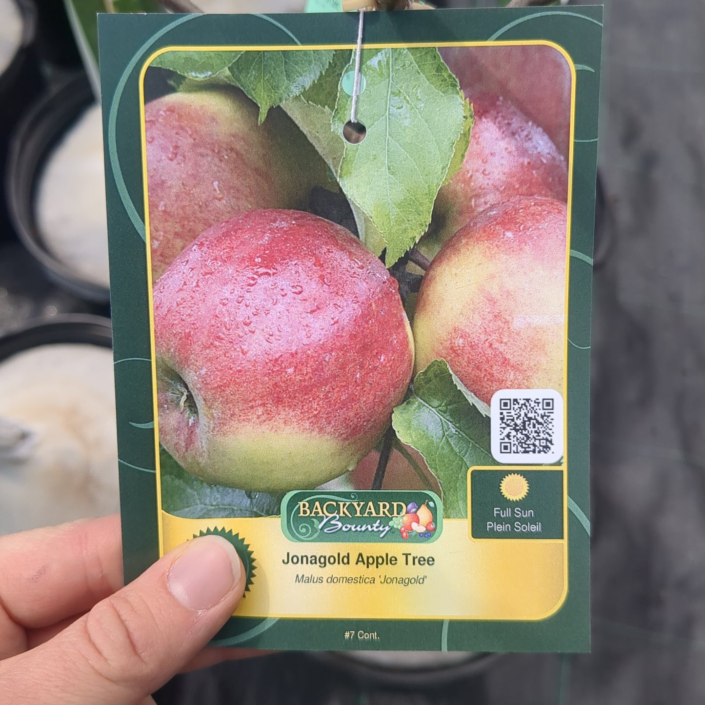 Jonagold Apple Tree