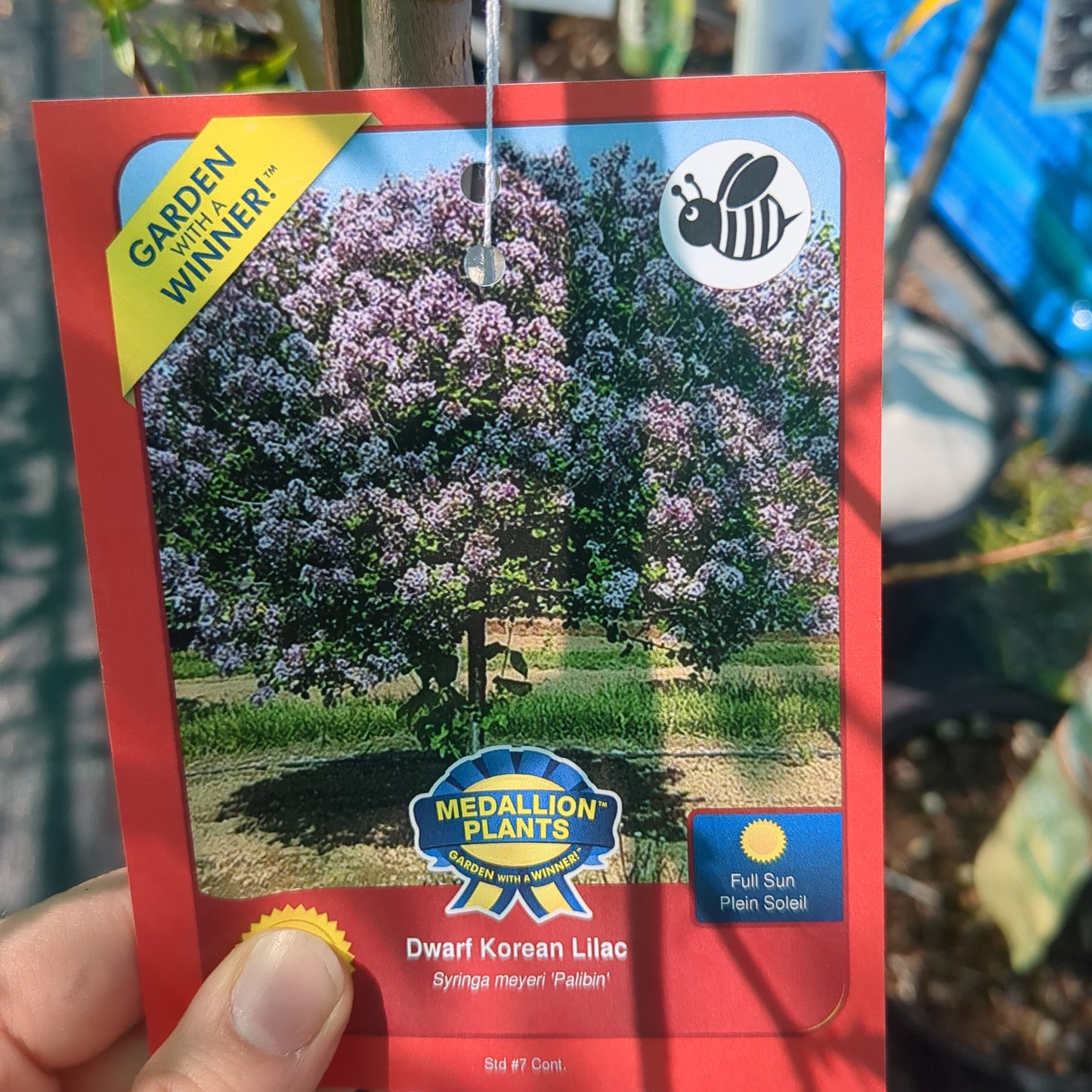 Dwarf Korean Lilac