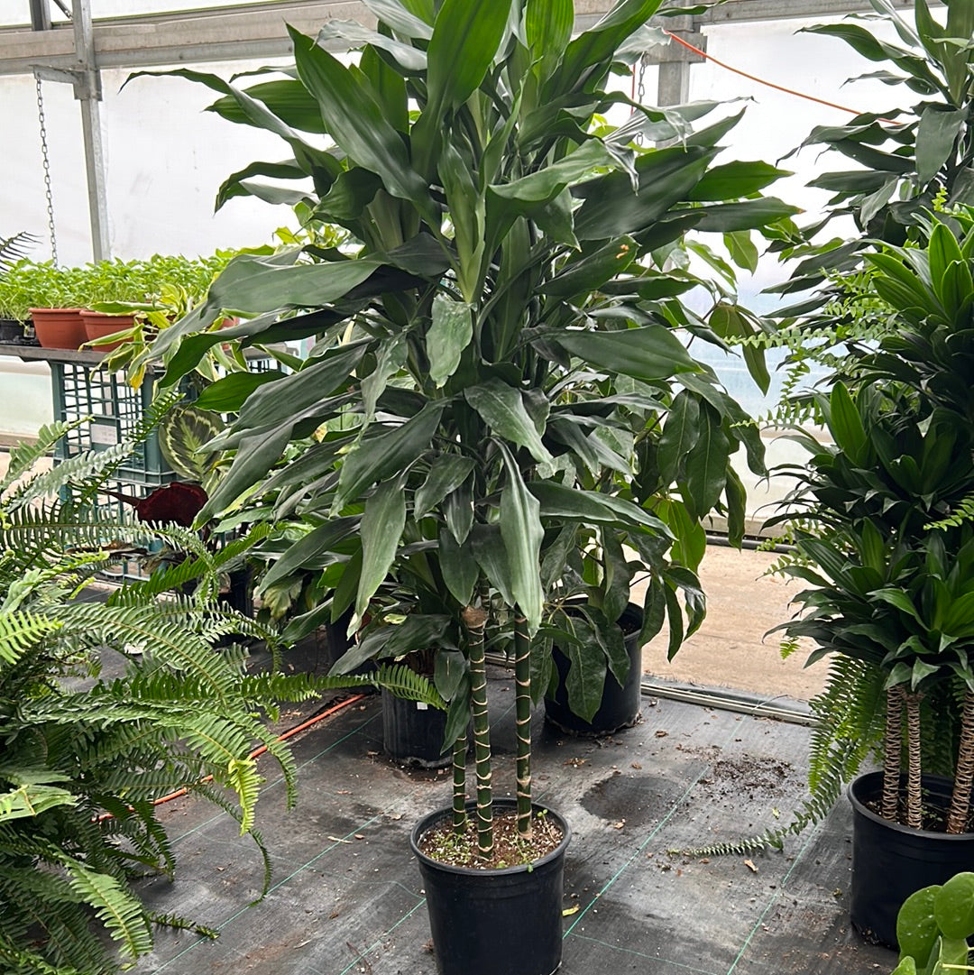 10” Dracaena - Lisa cane