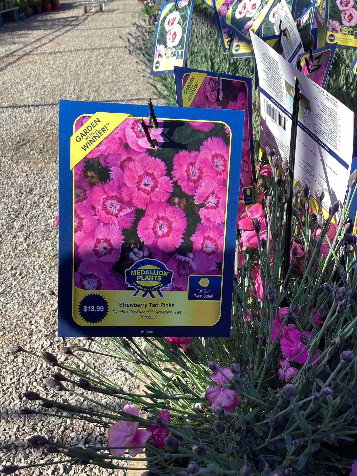 Strawberry Tart Pinks