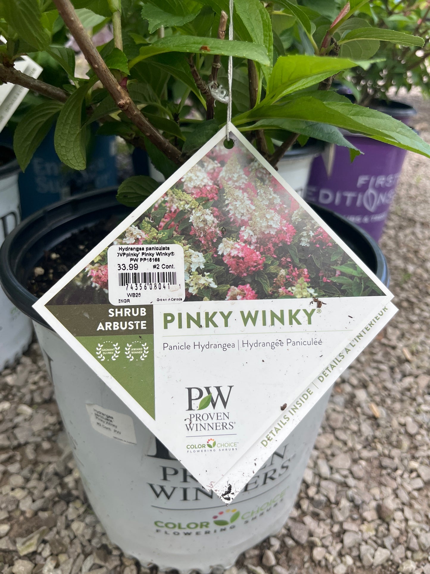 Pinky Winky Hydrangea