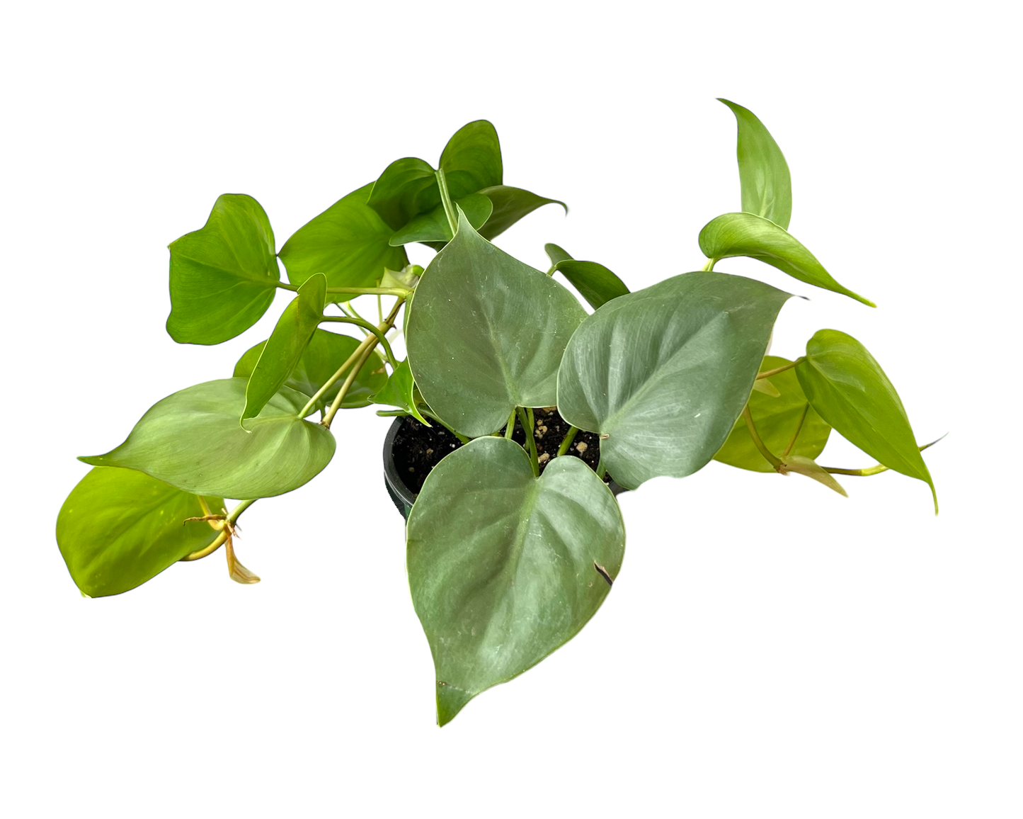 3.5" Philodendron