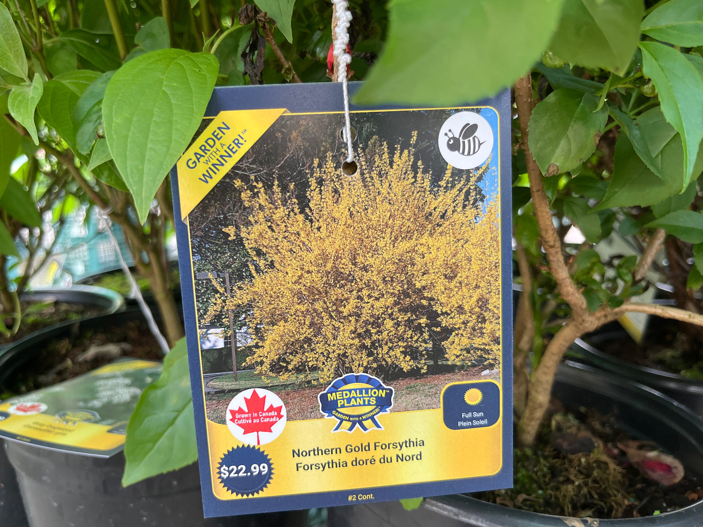 Forsythia - Northern Gold