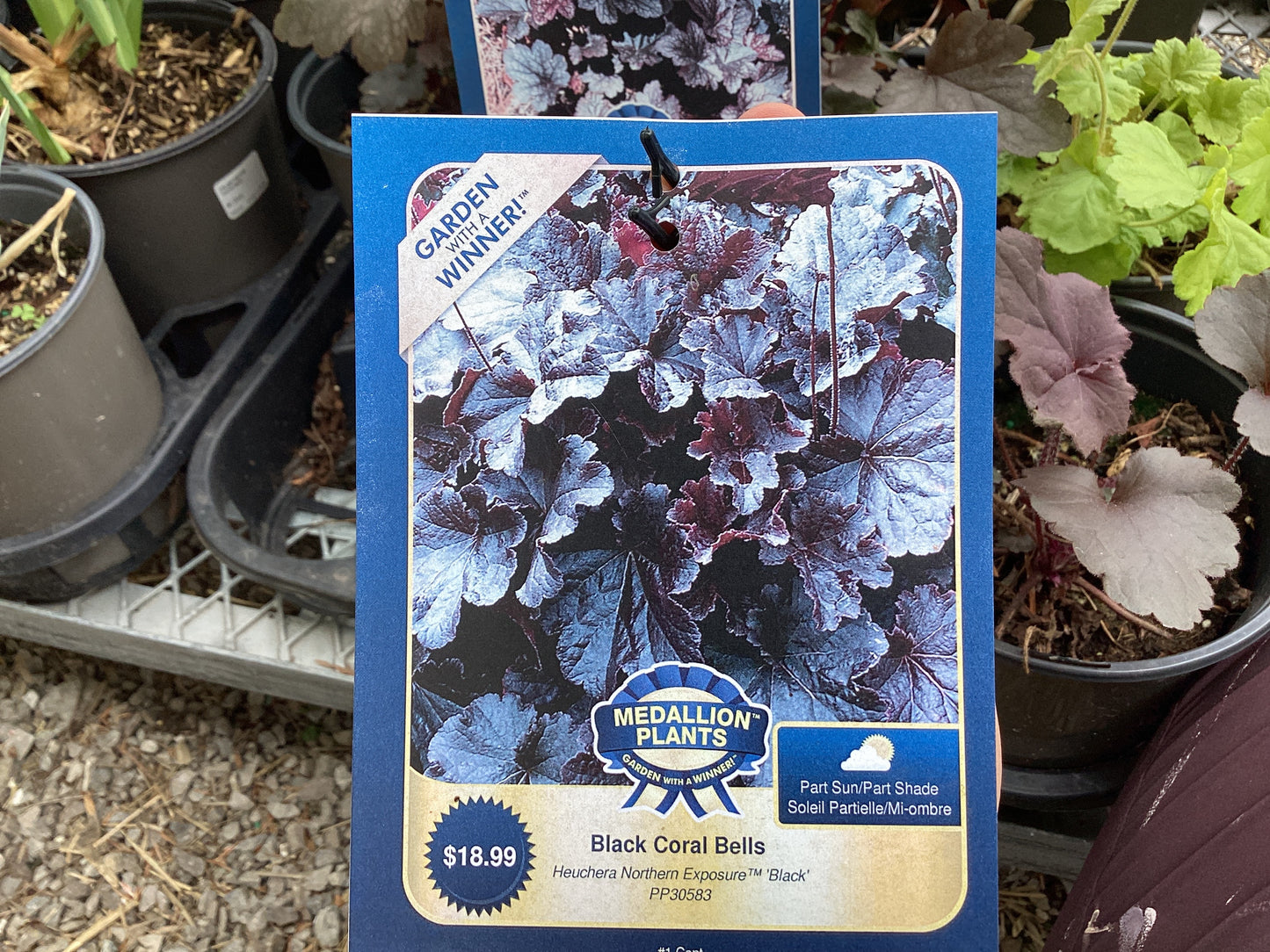 Black coral bells