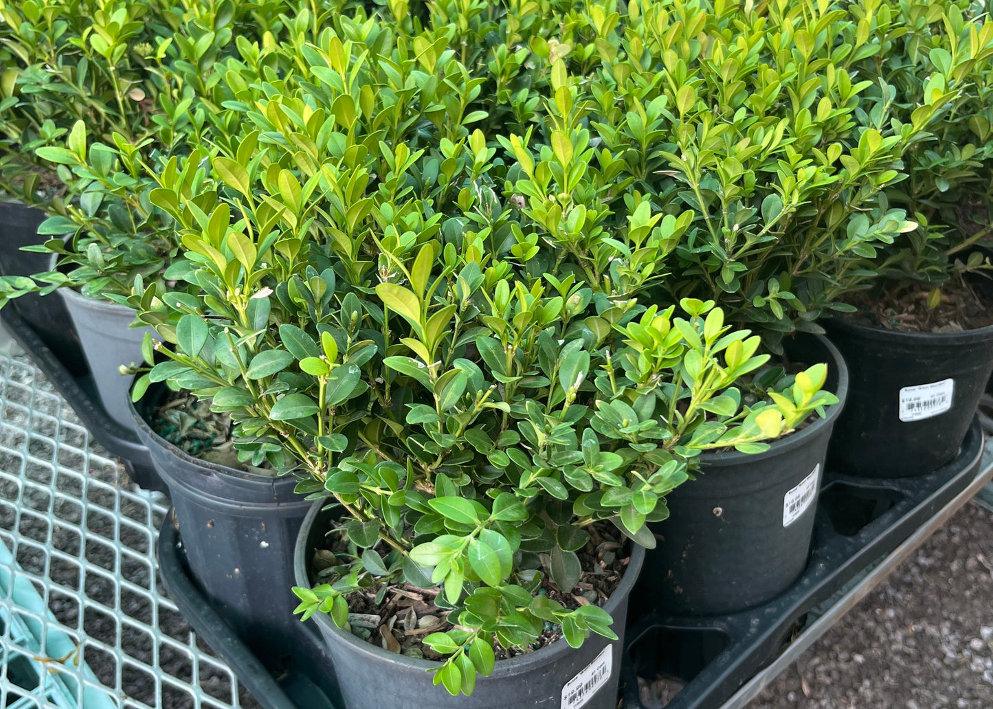 Buxus green mountain