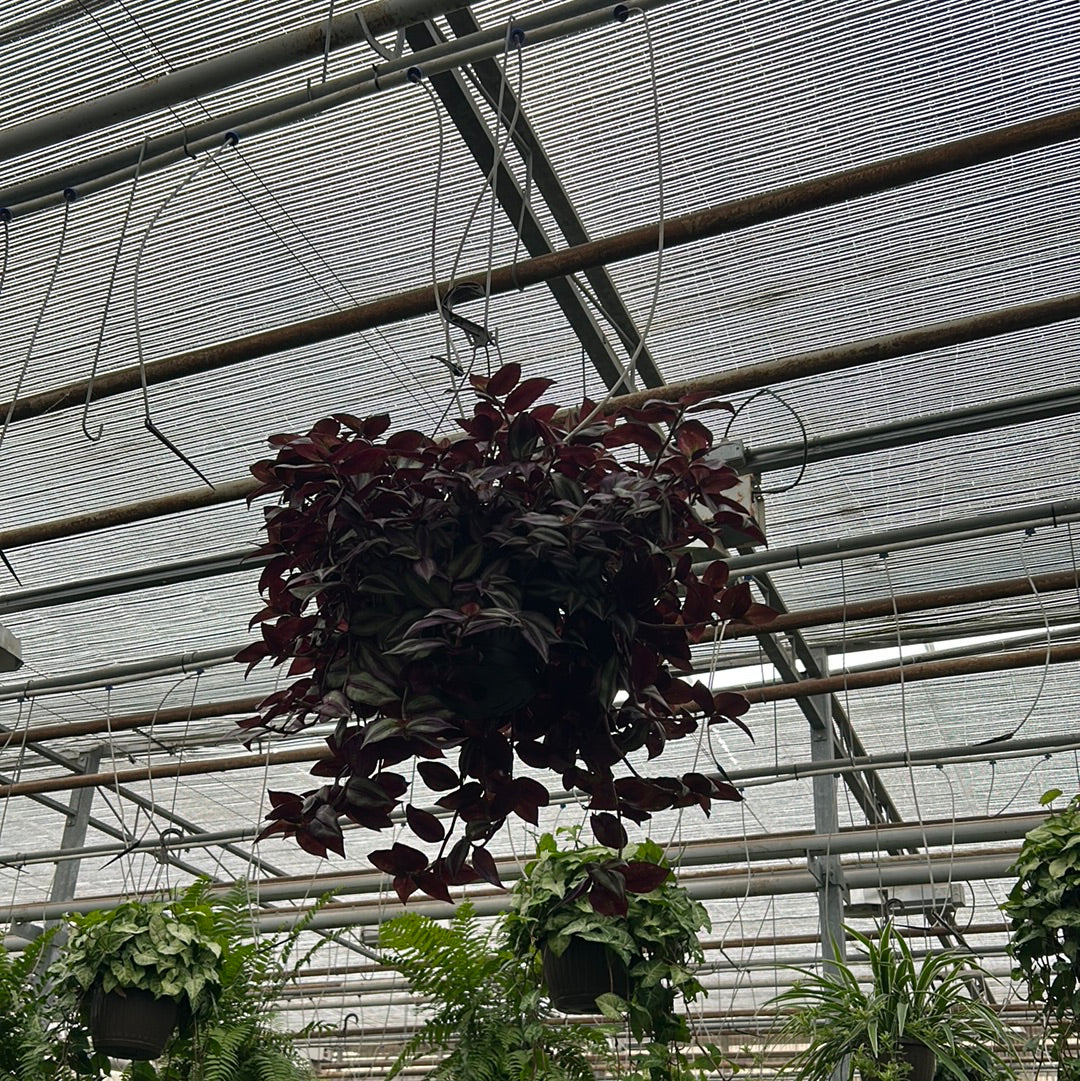 10 inch tropicals