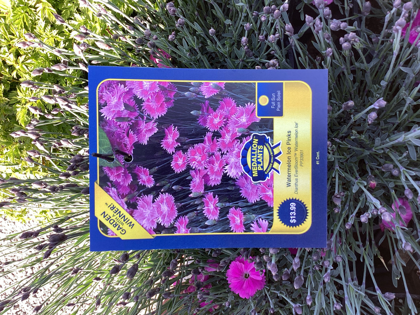 Watermelon ice pinks