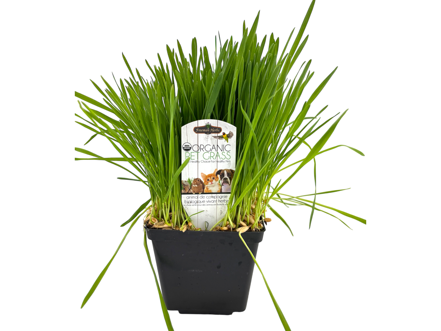 4" Organic Pet Grass