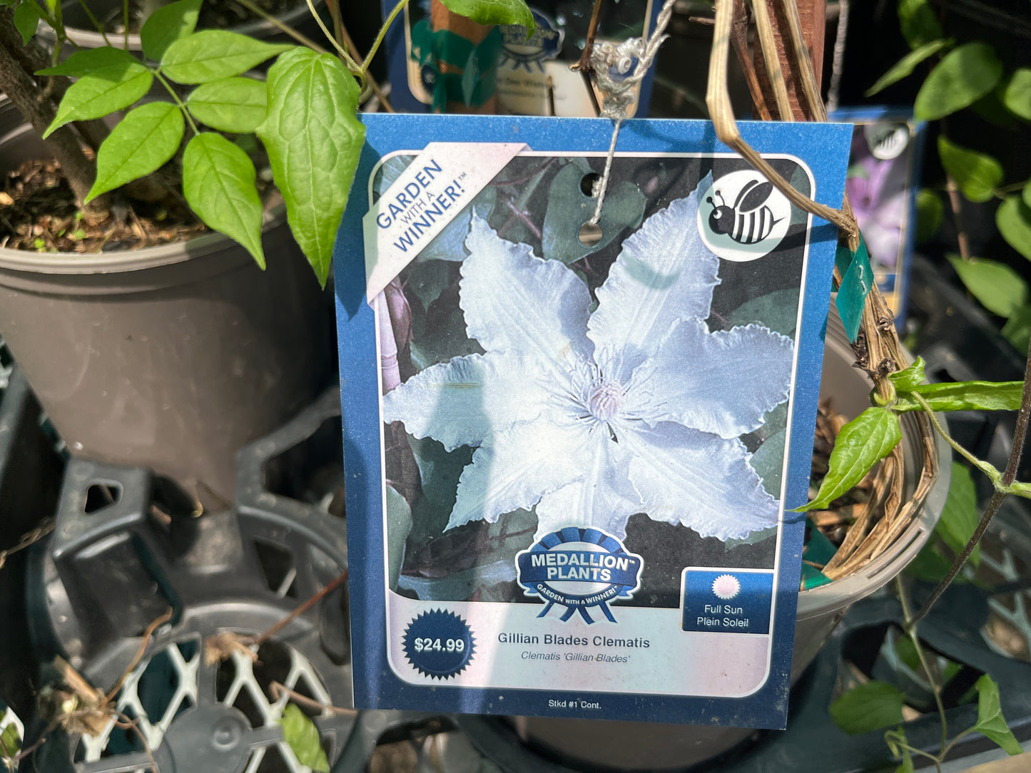 Gillian Blades Clematis