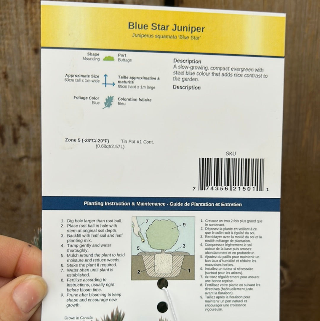 Blue Star Juniper