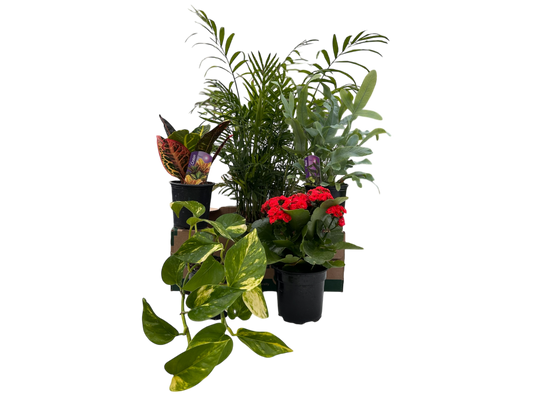 Mystery Plant Box