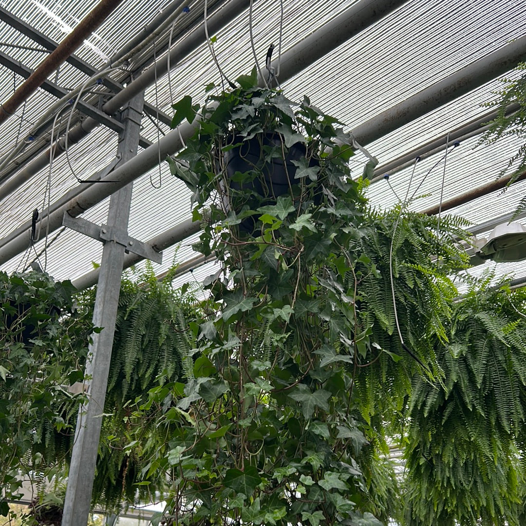 10 inch tropicals