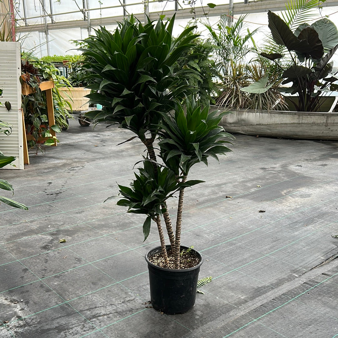 10” Dracaena - Janet Craig Cane