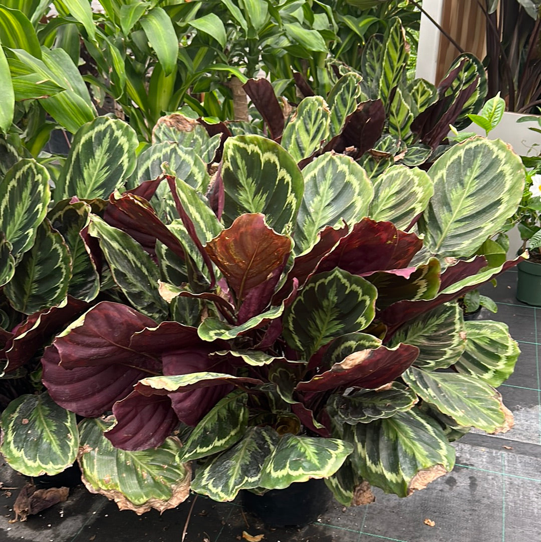 10” Calathea “Helen Kennedy”