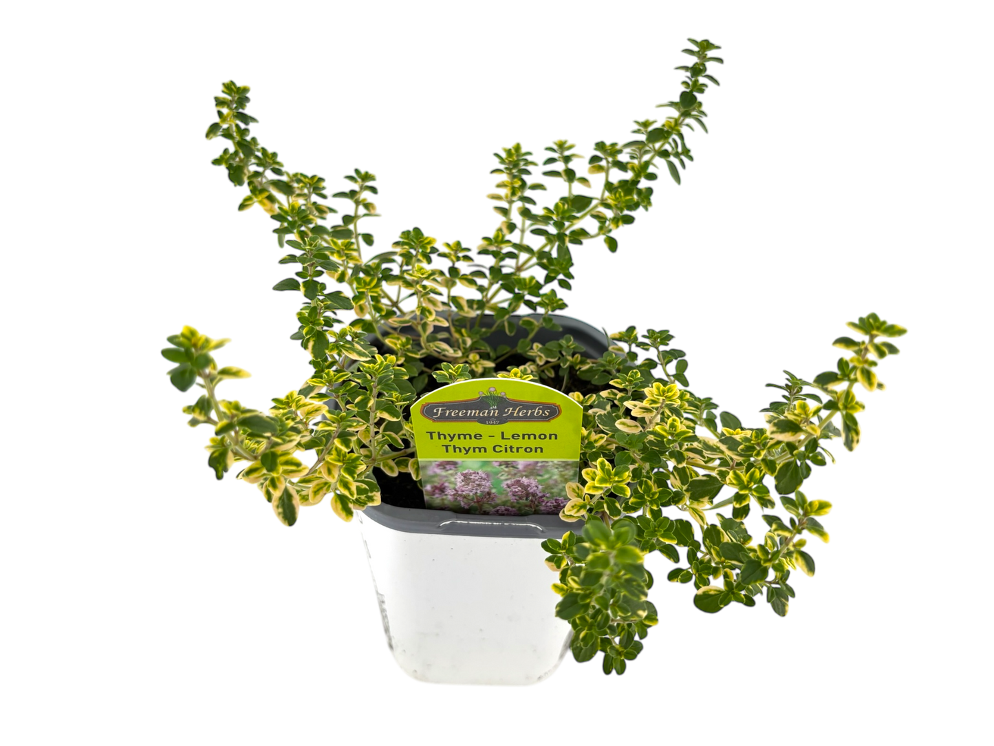 4" Thyme