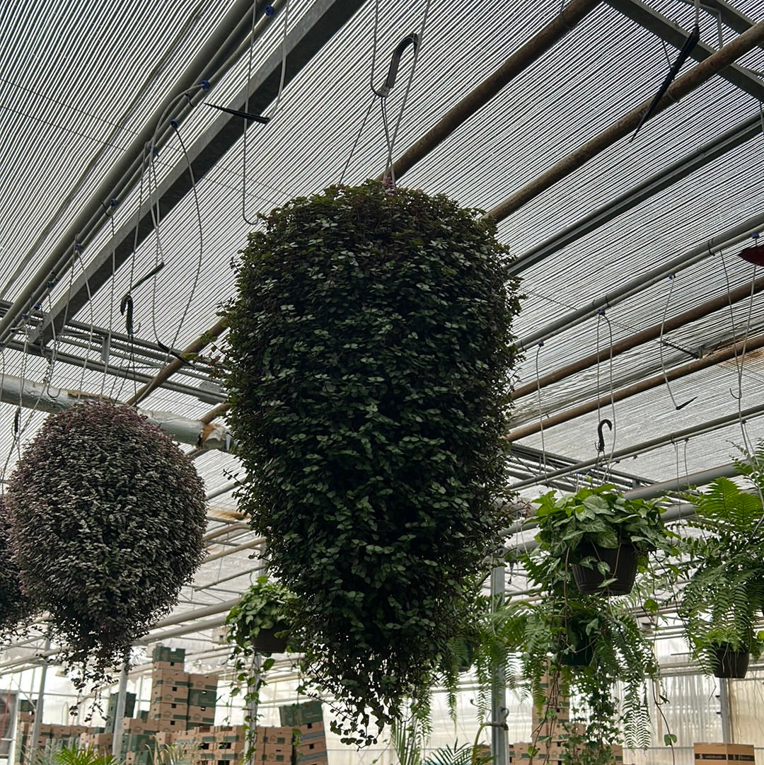 10 inch tropicals