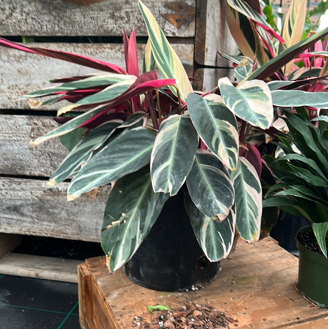 Stromonthe Triostar