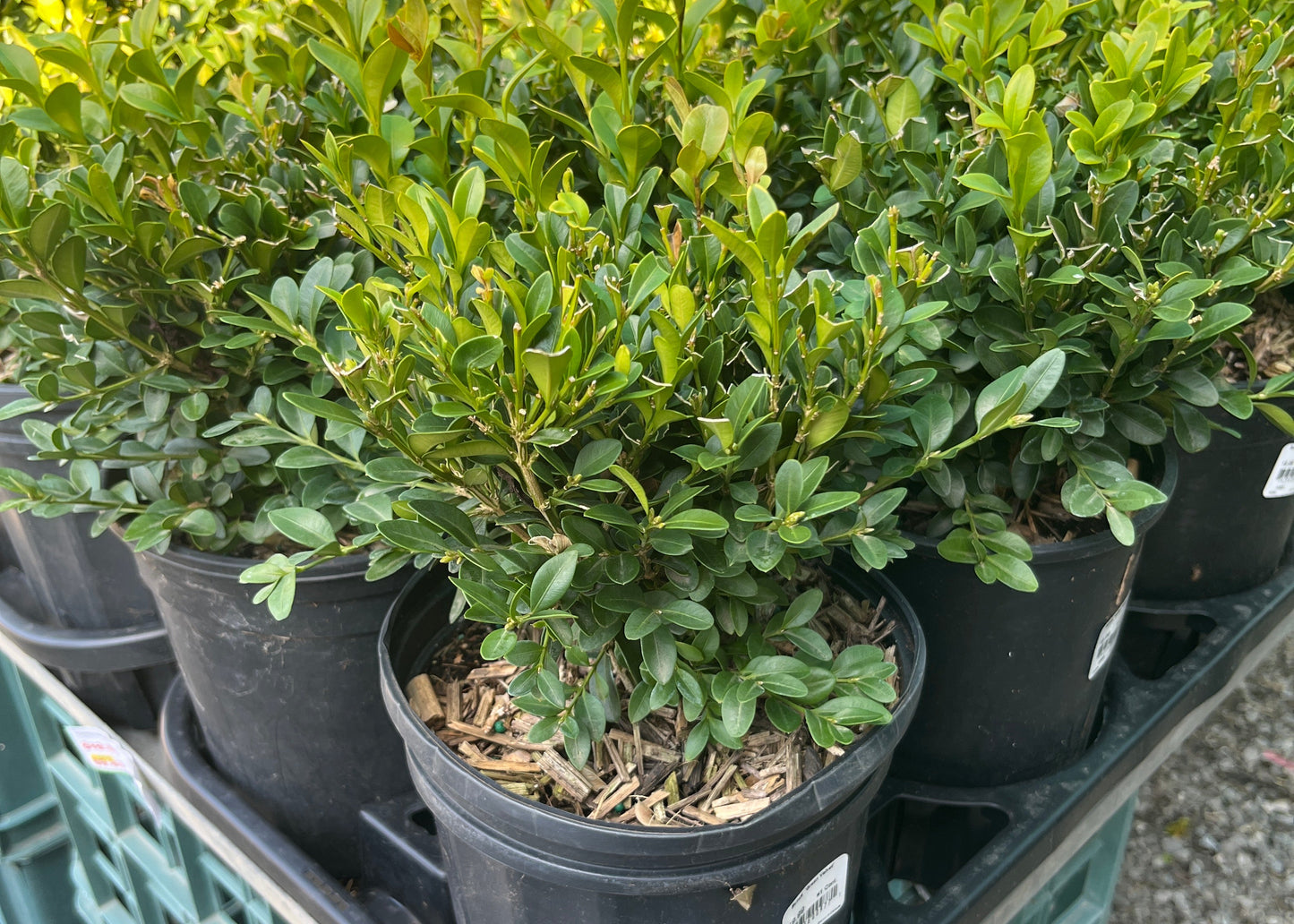 Buxus green velvet