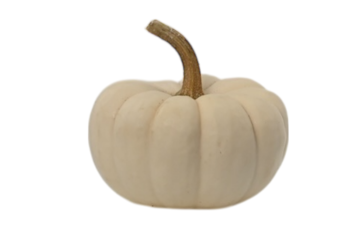 Mini White Pumpkins