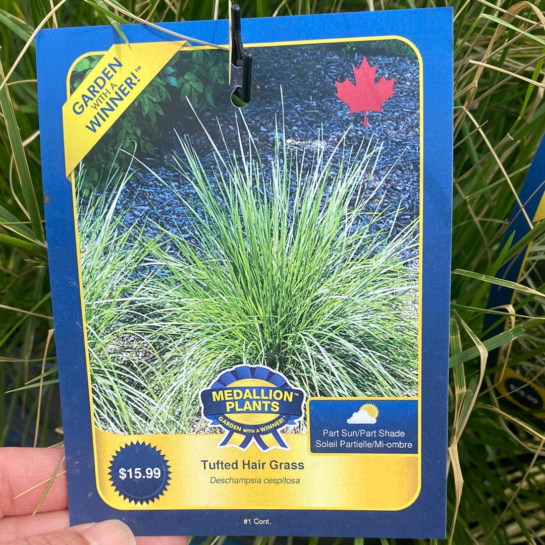 Tufted Hair Grass