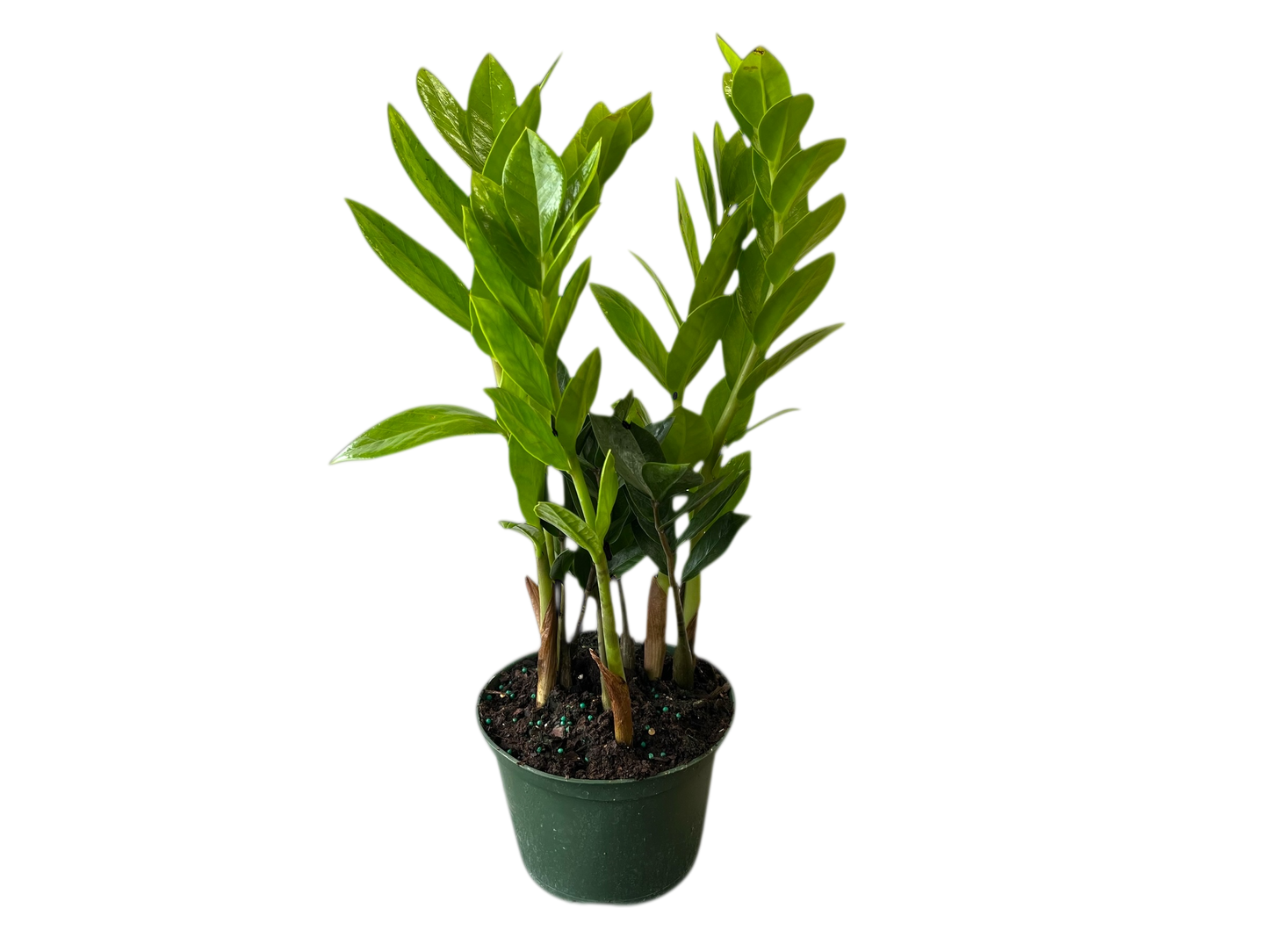 6" ZZ Plant