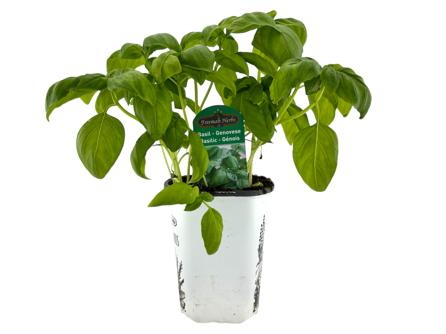 4" Genovese Basil