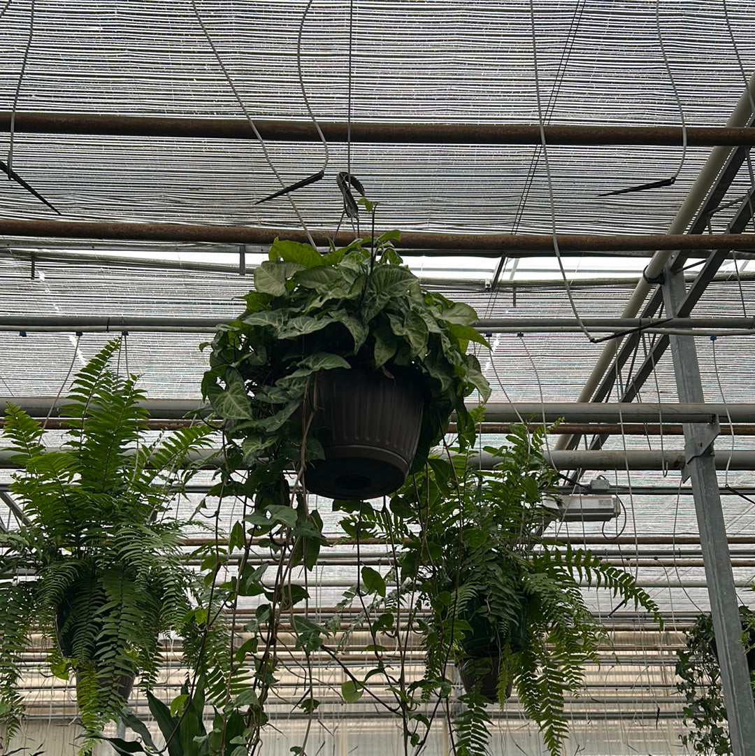 10 inch tropicals