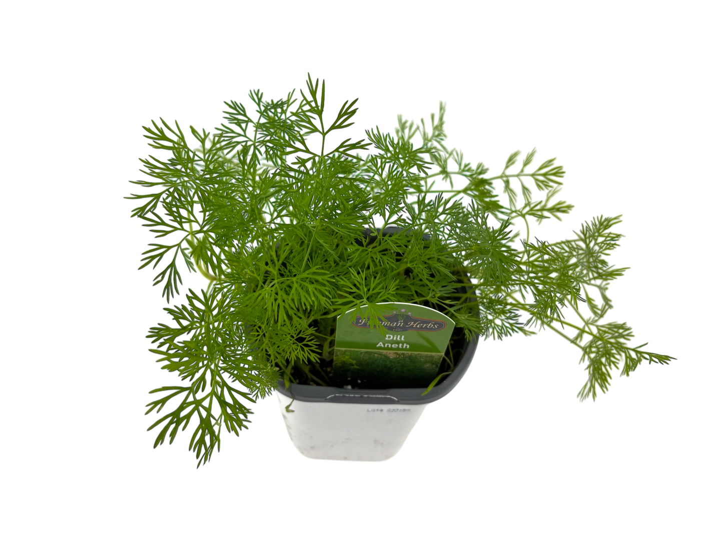 4" Dill Plant