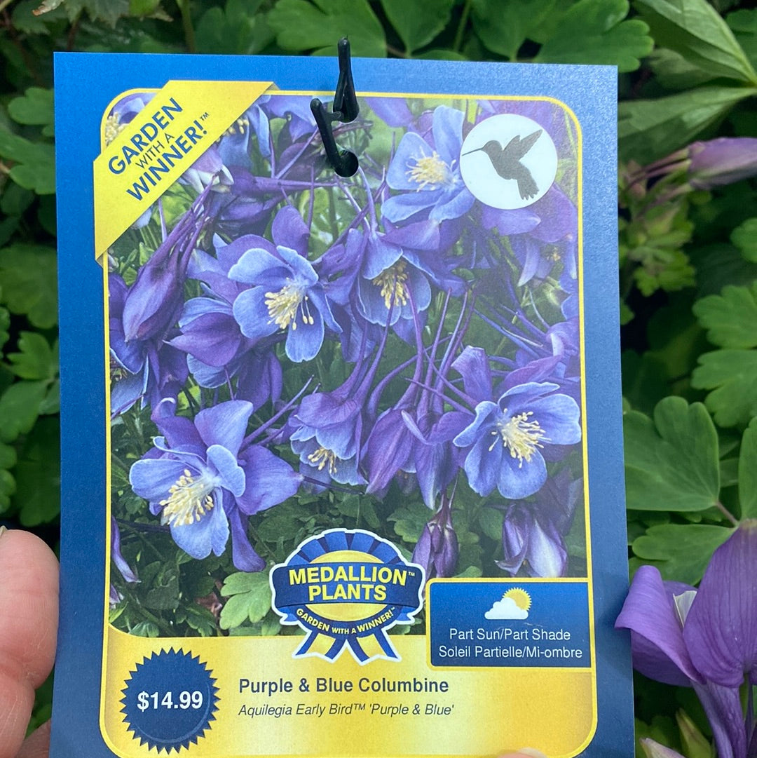 Purple & Blue Columbia