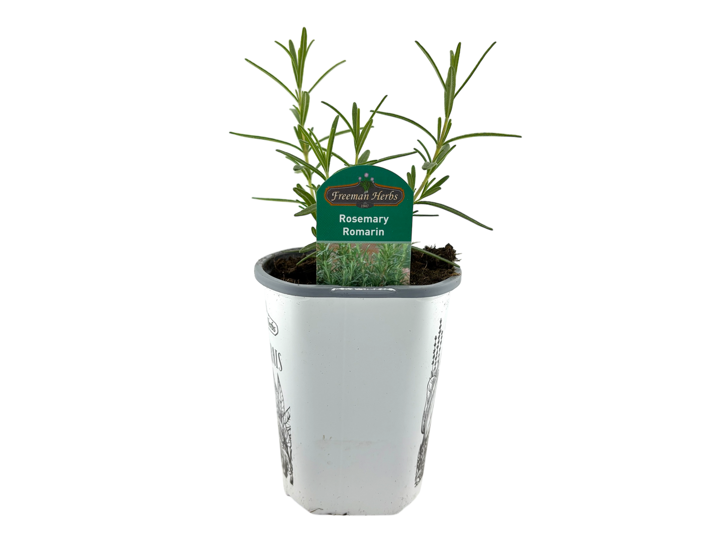 4" Rosemary