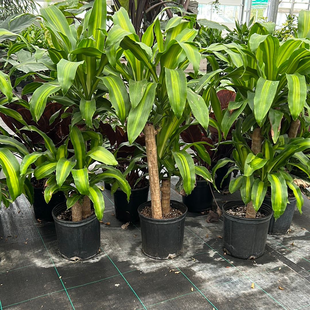 10” Dracaena - Lemon Lime Mass Cane