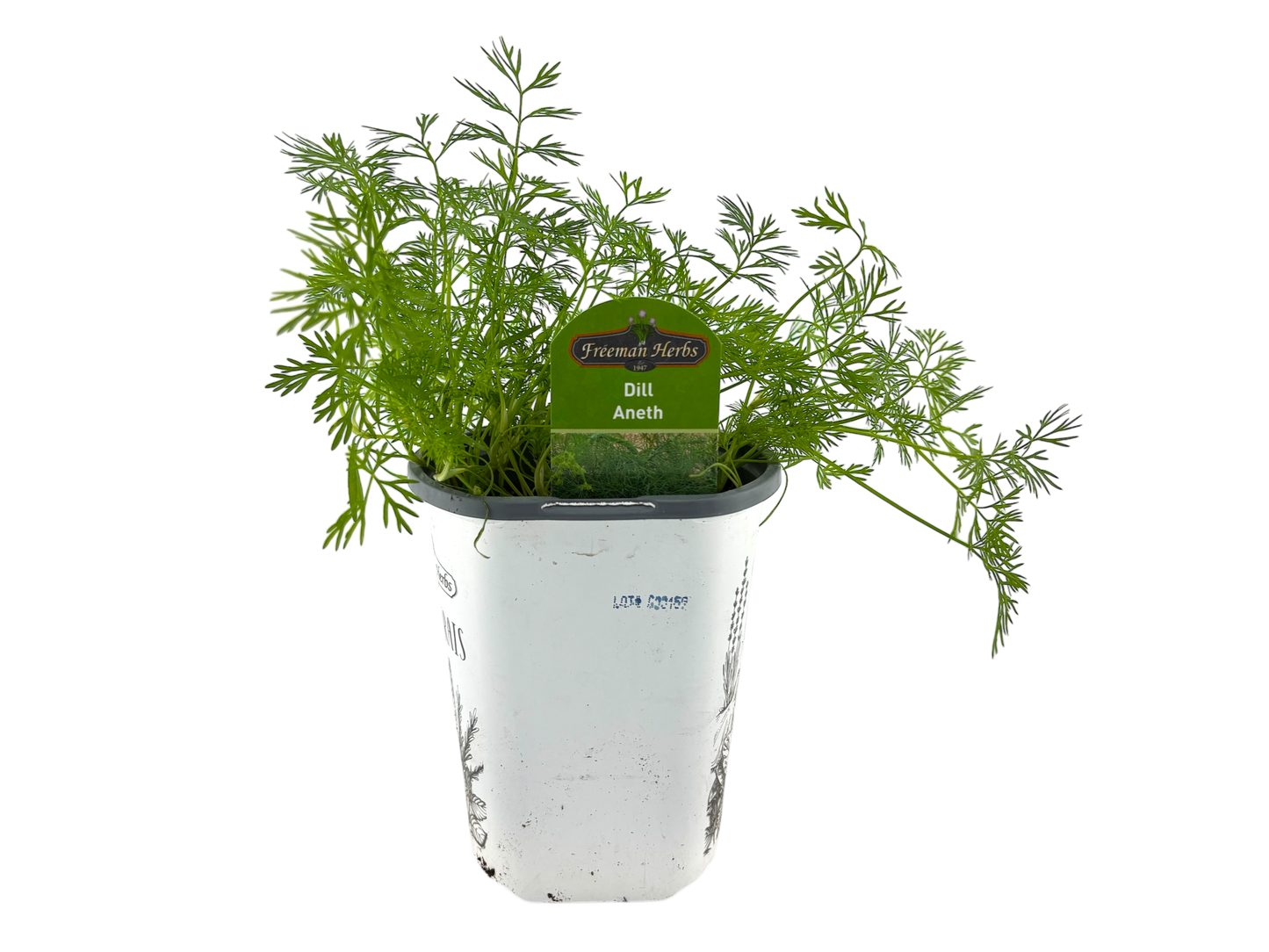 4" Dill Plant