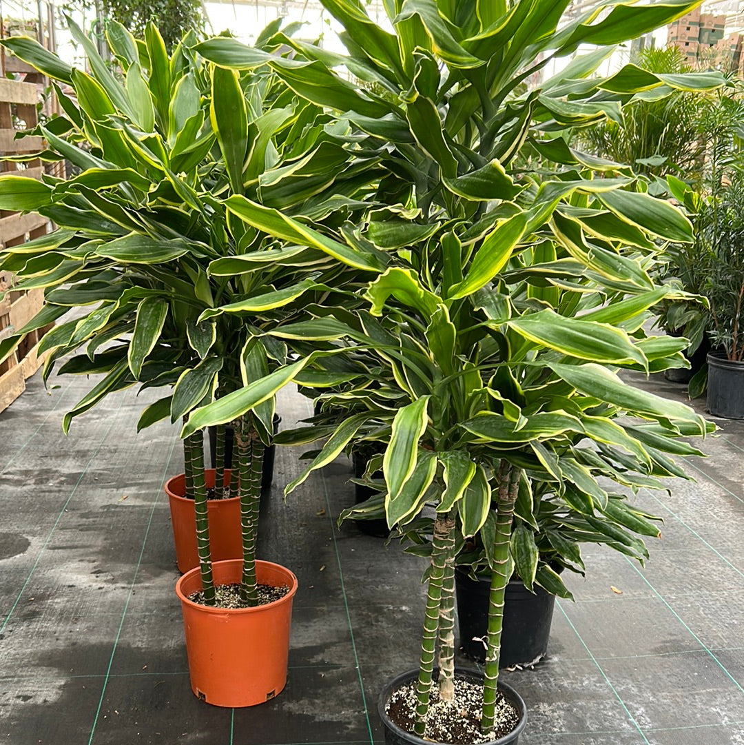 10” Dracaena - lemon lime Cane