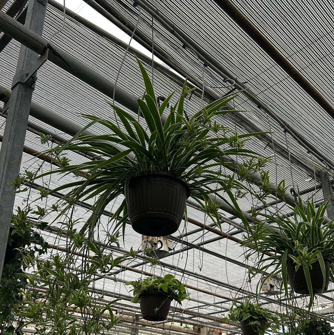 10 inch tropicals