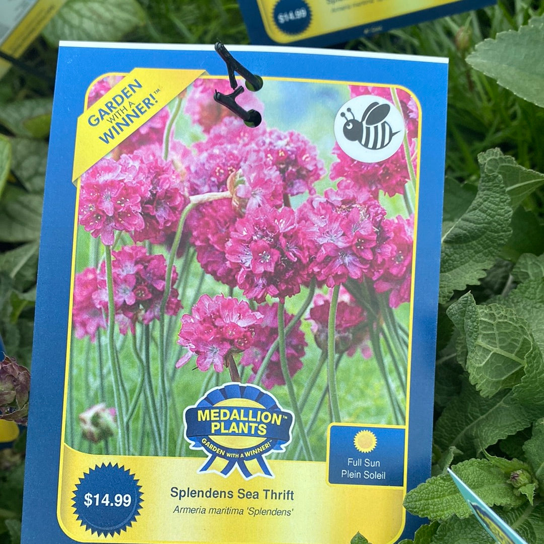 Splendens Sea Thrift