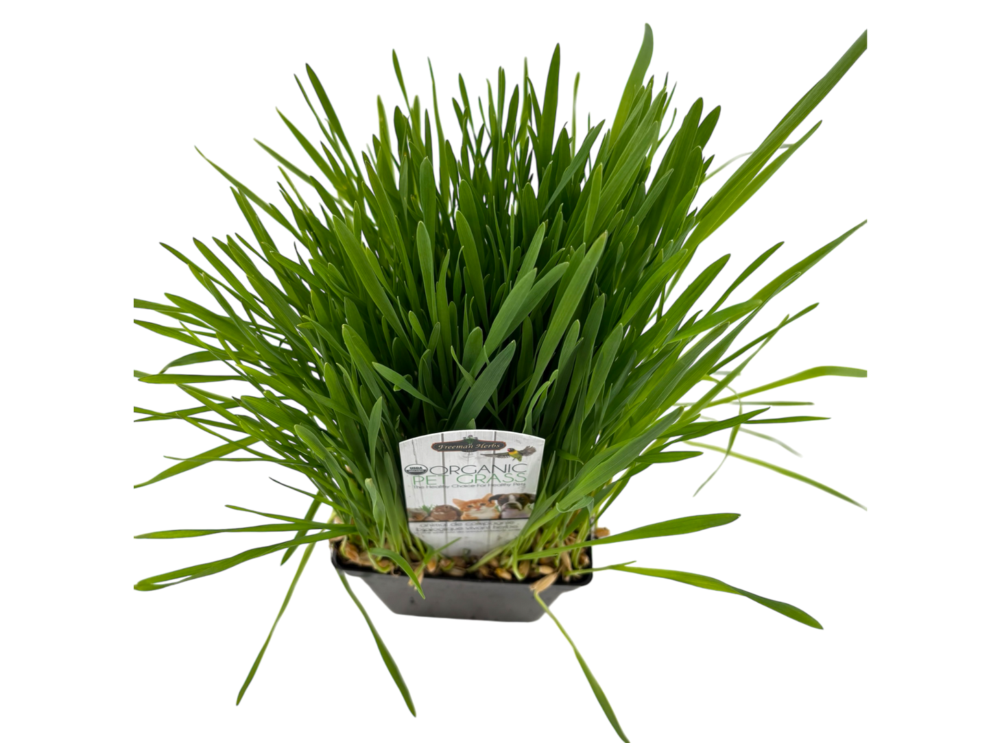 4" Organic Pet Grass