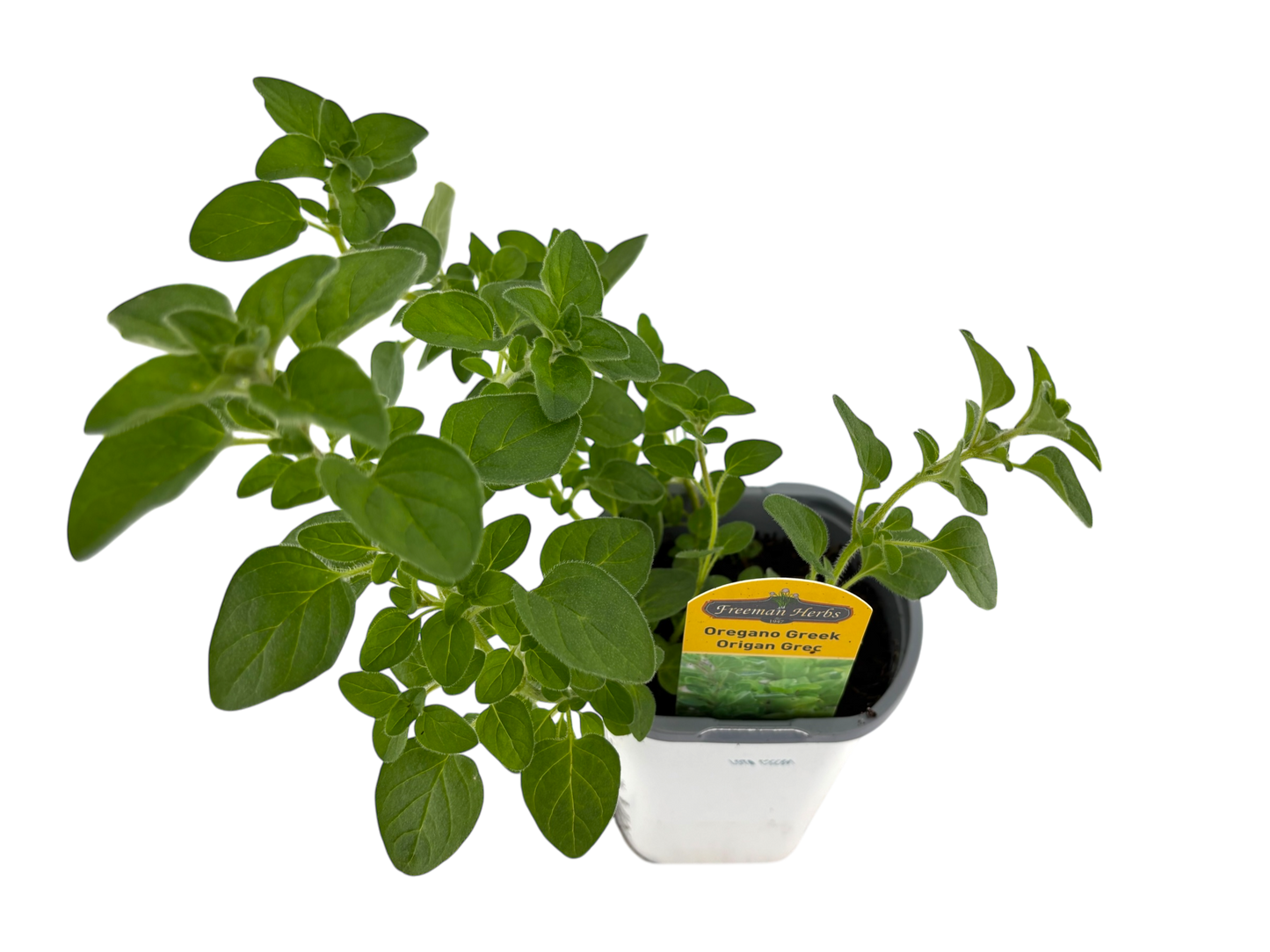 4" Oregano