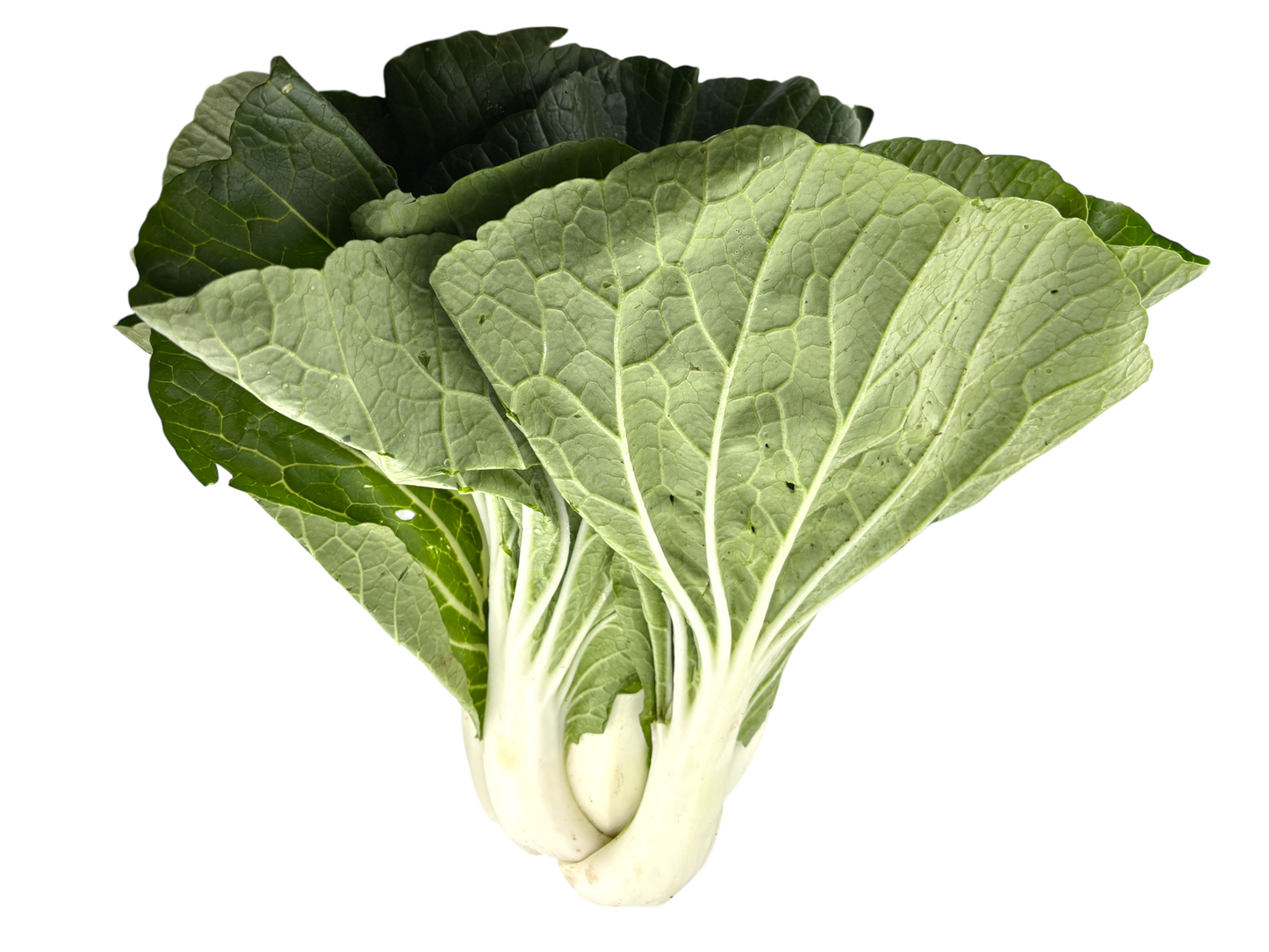 Bok Choy - Local
